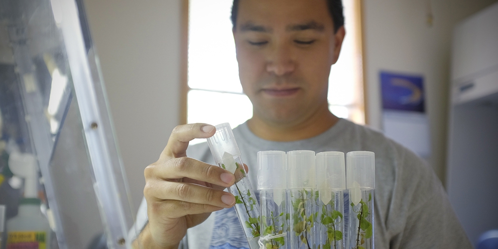 Lyon Arboretum lab researcher
