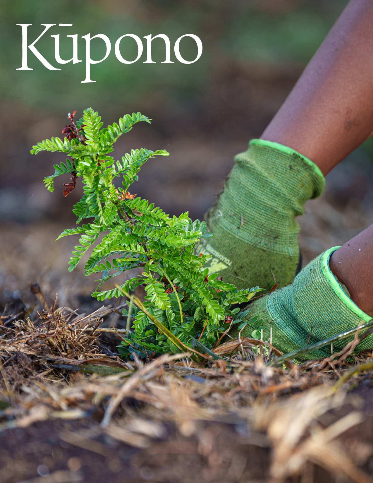 Kupono Winter 2024 cover