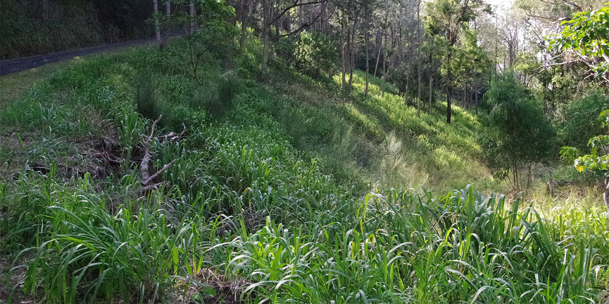 Guinea grass