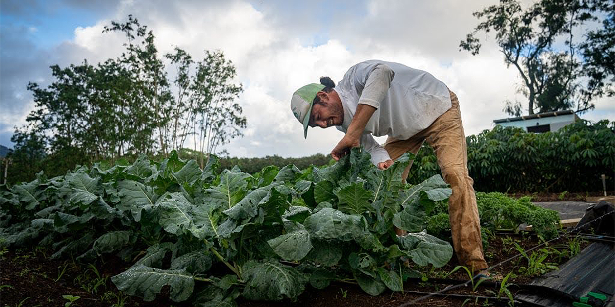 GoFarm