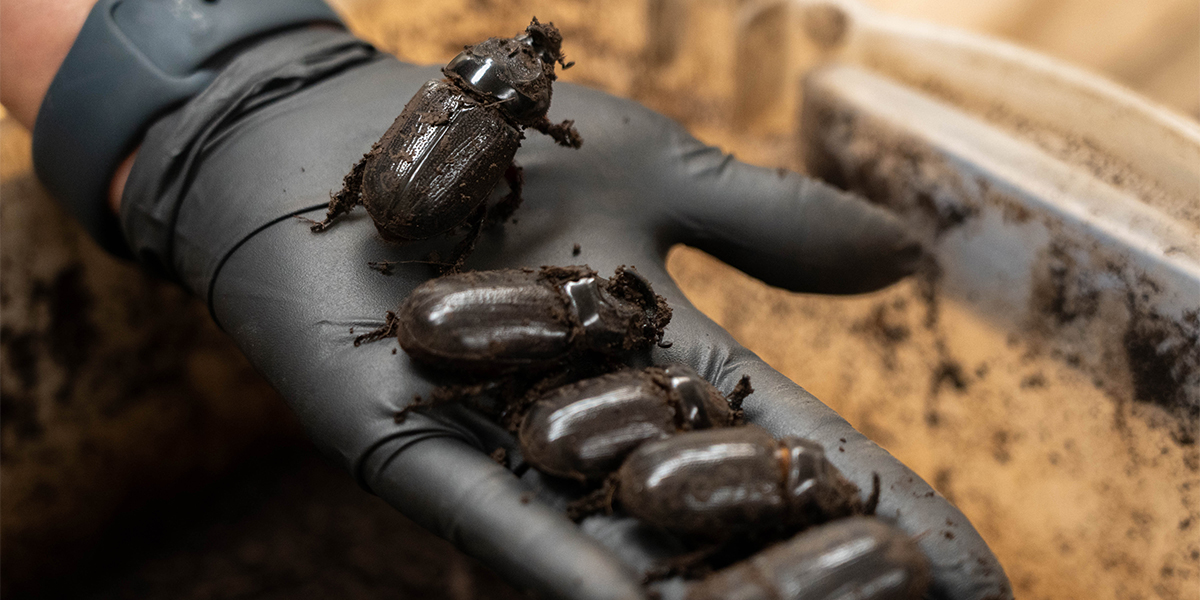 coconut rhinoceros beetle