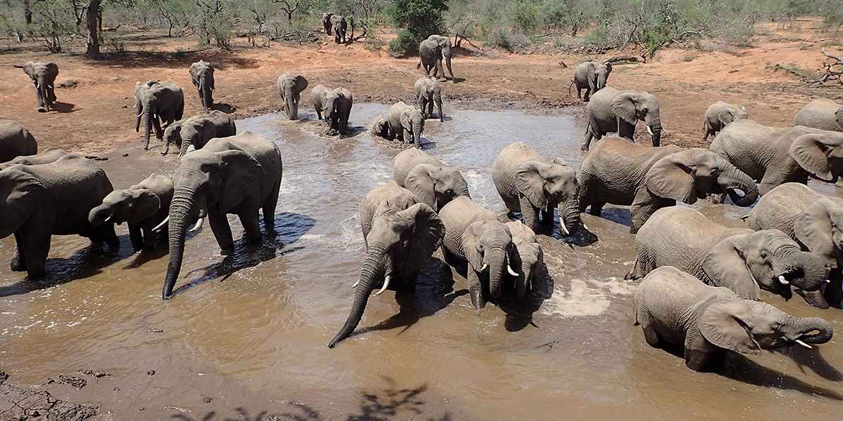 Heard of elephants