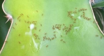 Fire Ants