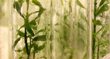 Rescuing Hawaiʻi’s Endangered Plants