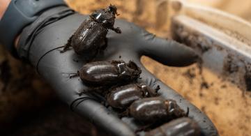 coconut rhinoceros beetle