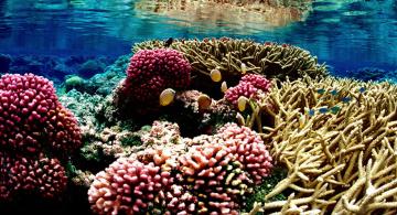 Sustain our Oceans, Earth and Future
