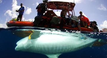 Sea Grant Research Improves Quality of Life