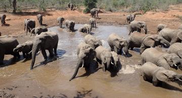 Heard of elephants