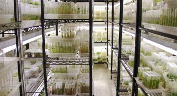 Preserve Native Plants for the Future