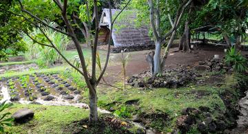Cultivate Kānewai, a Cultural Resource