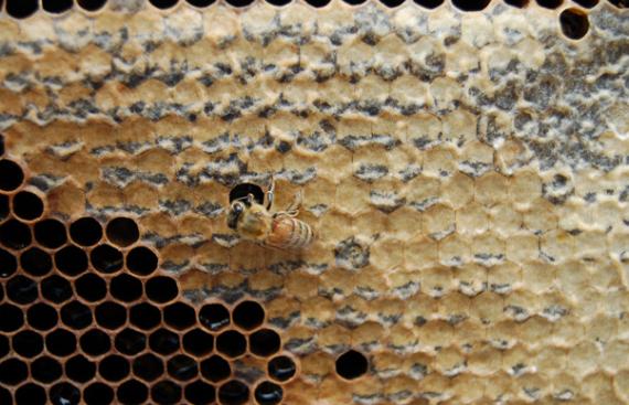 Adopt-a-Beehive